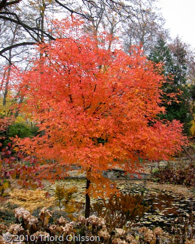 Acer triflorum